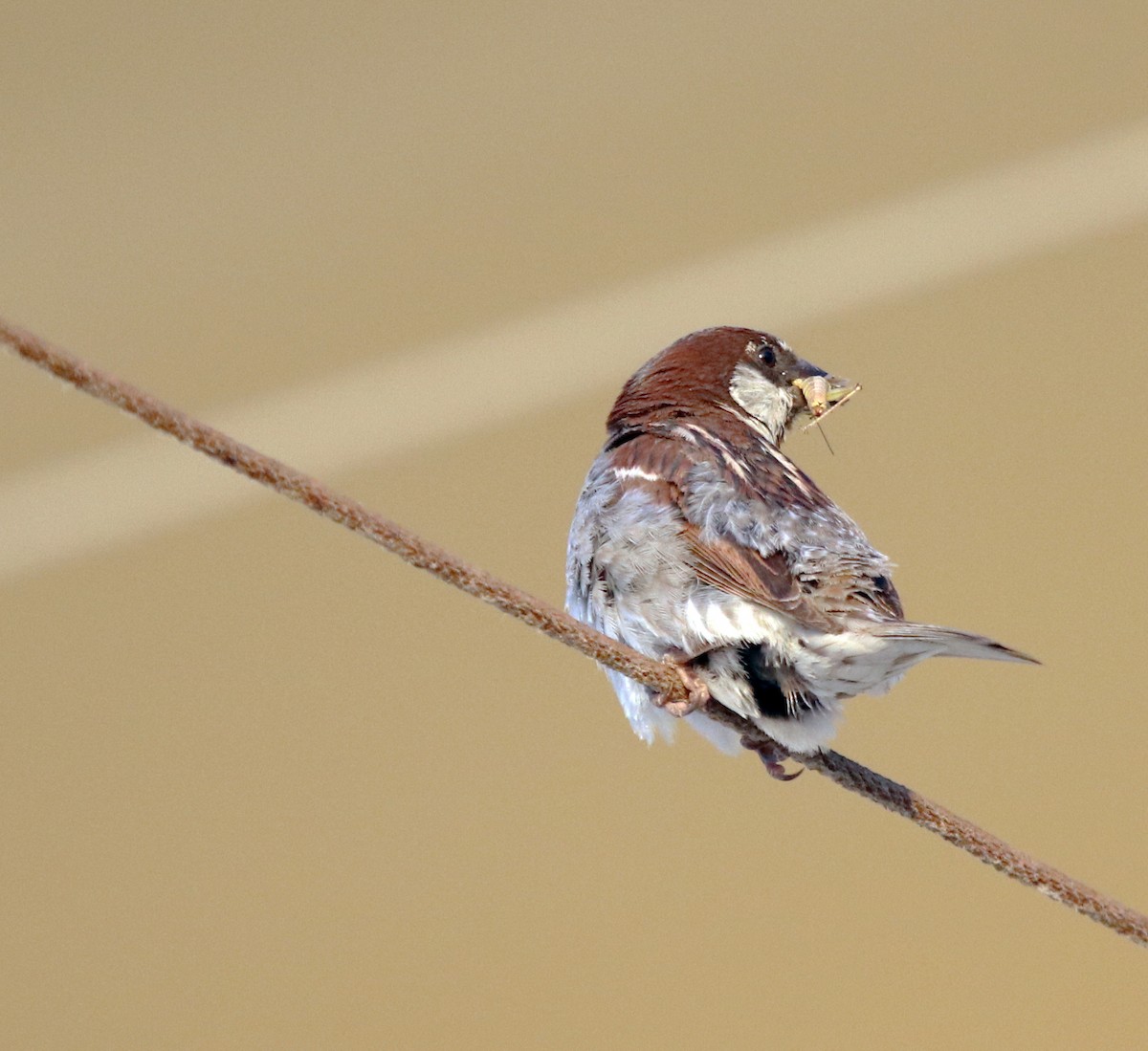 House Sparrow - Zoran Manasijevic