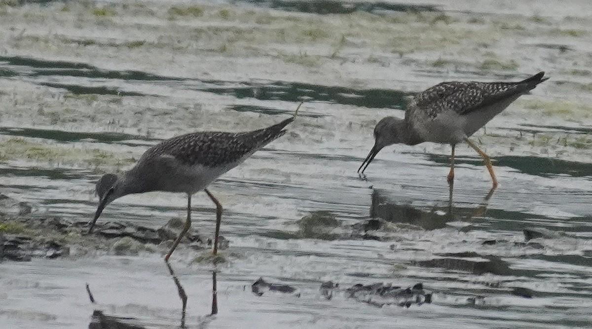 Lesser Yellowlegs - ML622241114