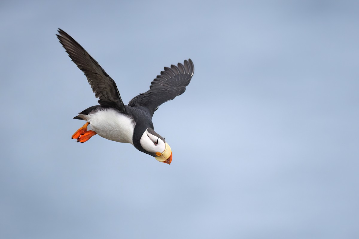 Horned Puffin - ML622241165