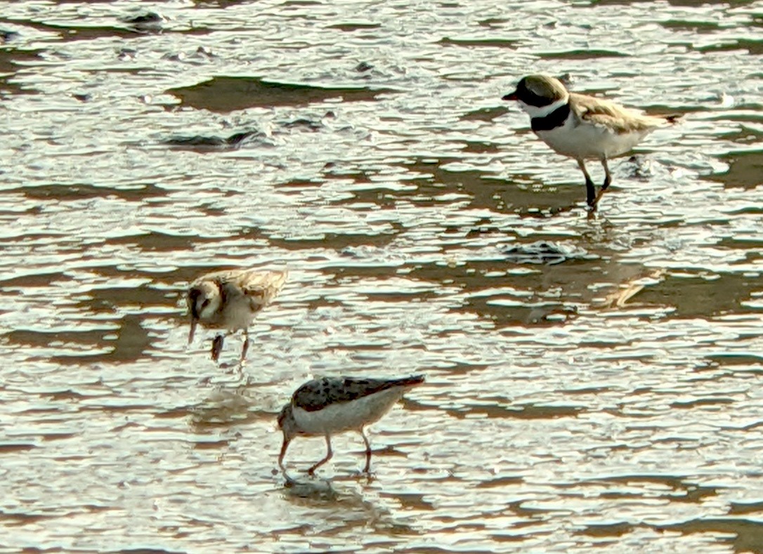 Semipalmated Plover - ML622241202