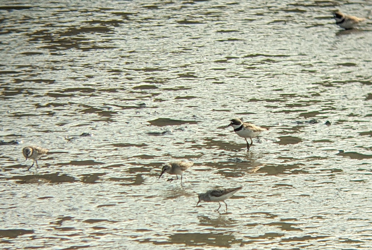 Semipalmated Plover - ML622241206