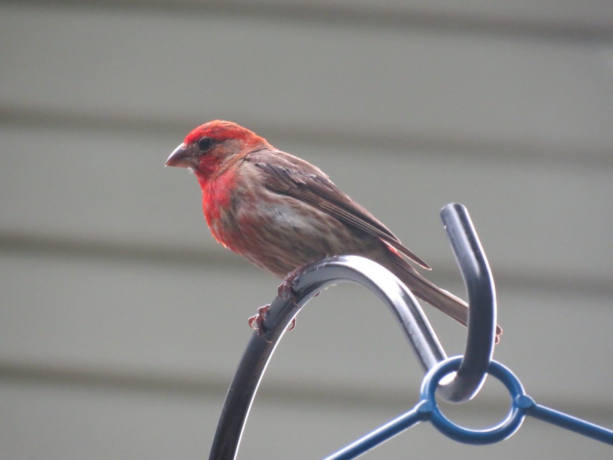 House Finch - ML622241222