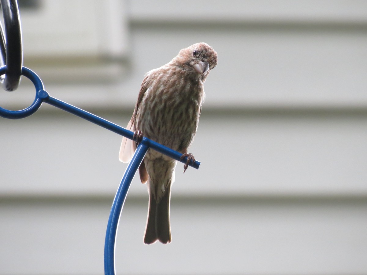 House Finch - ML622241223