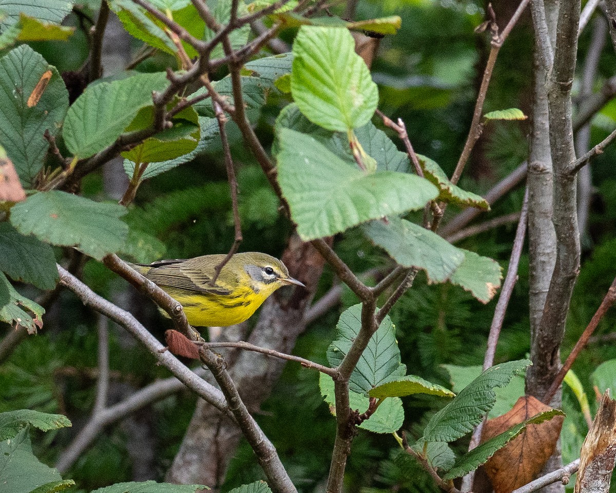 Prairie Warbler - ML622241233