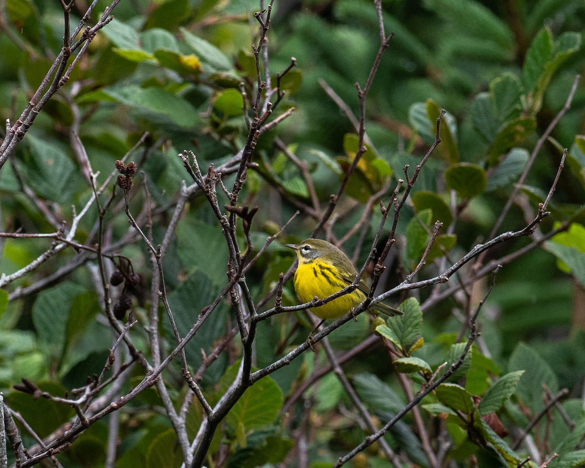 Prairie Warbler - ML622241234