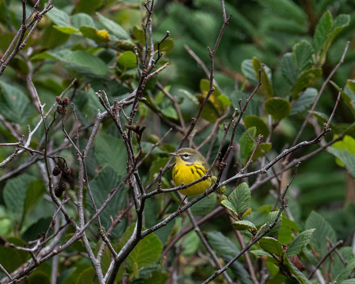 Prairie Warbler - ML622241235