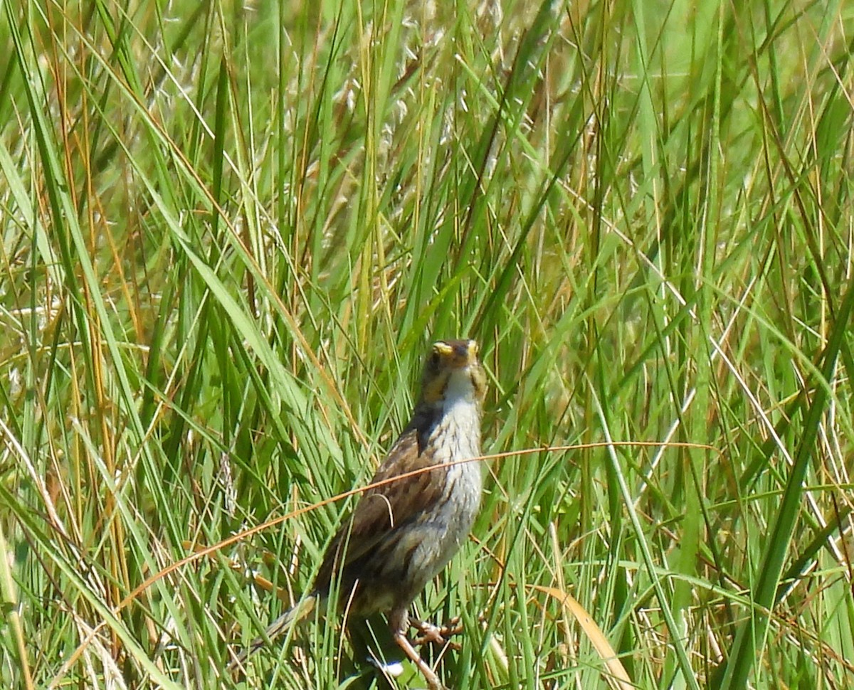 Saltmarsh Sparrow - ML622241244