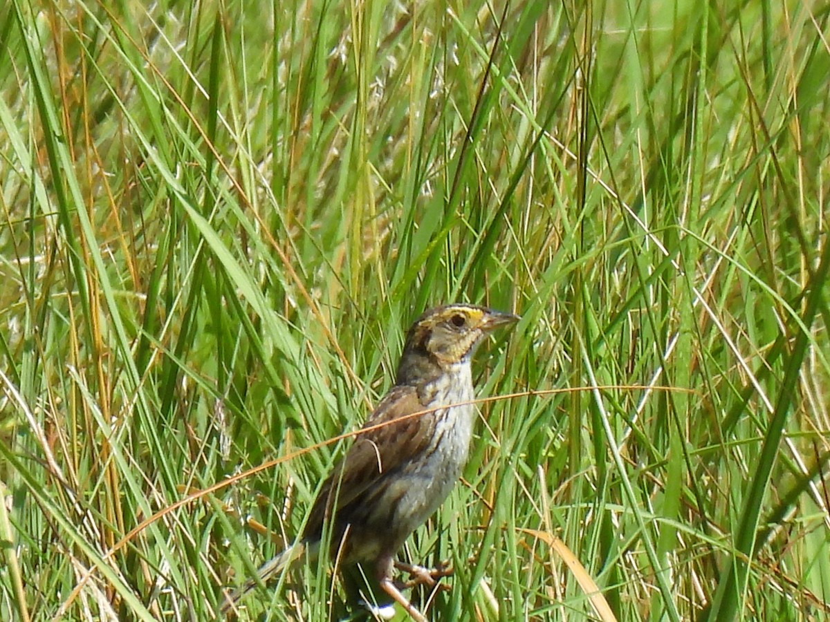 Saltmarsh Sparrow - ML622241245