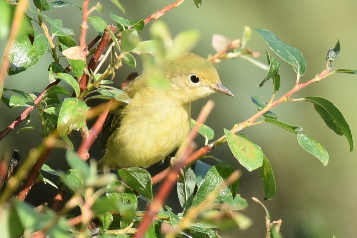 Yellow Warbler - ML622241555