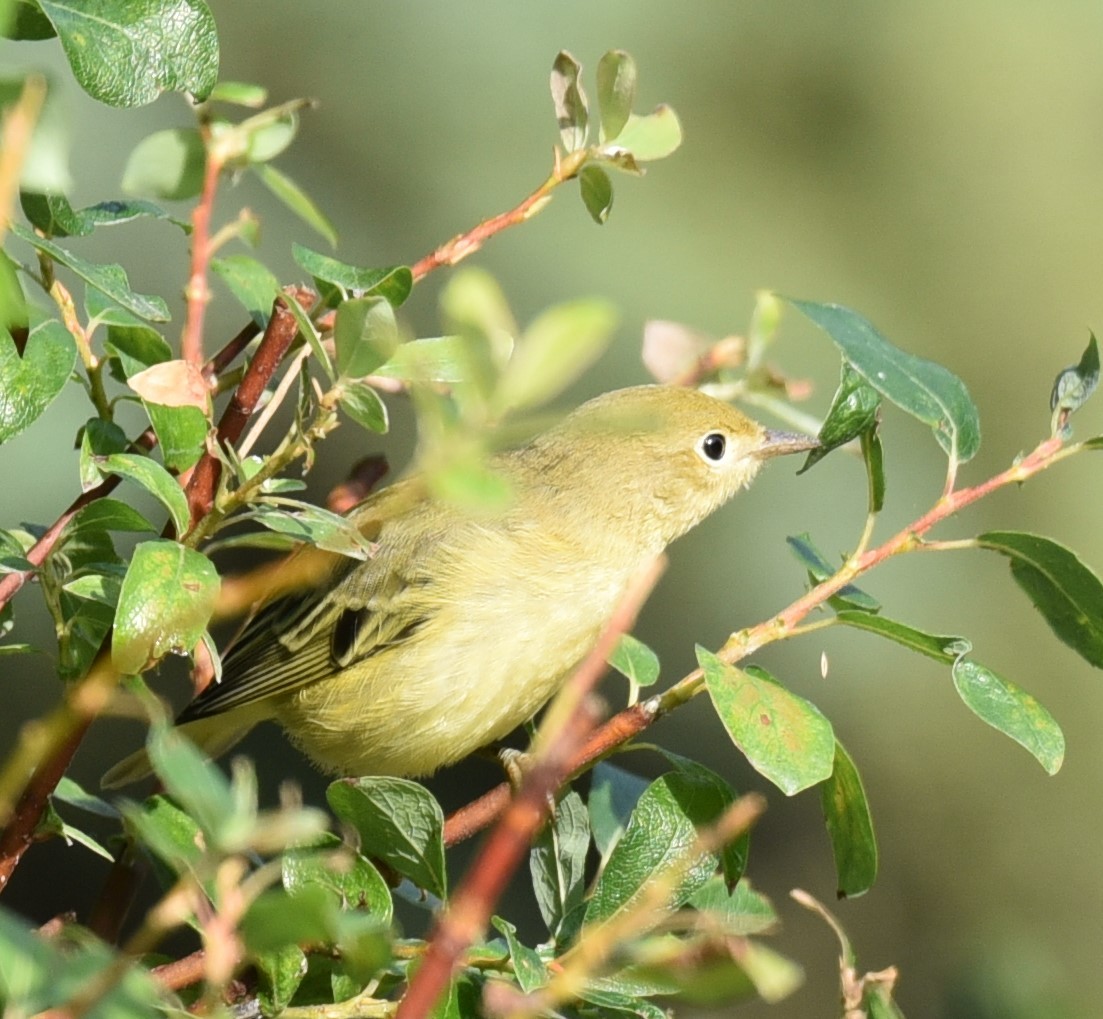 Yellow Warbler - ML622241556