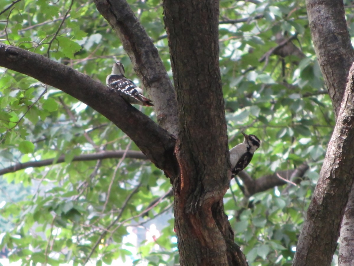 Hairy Woodpecker - ML622241577