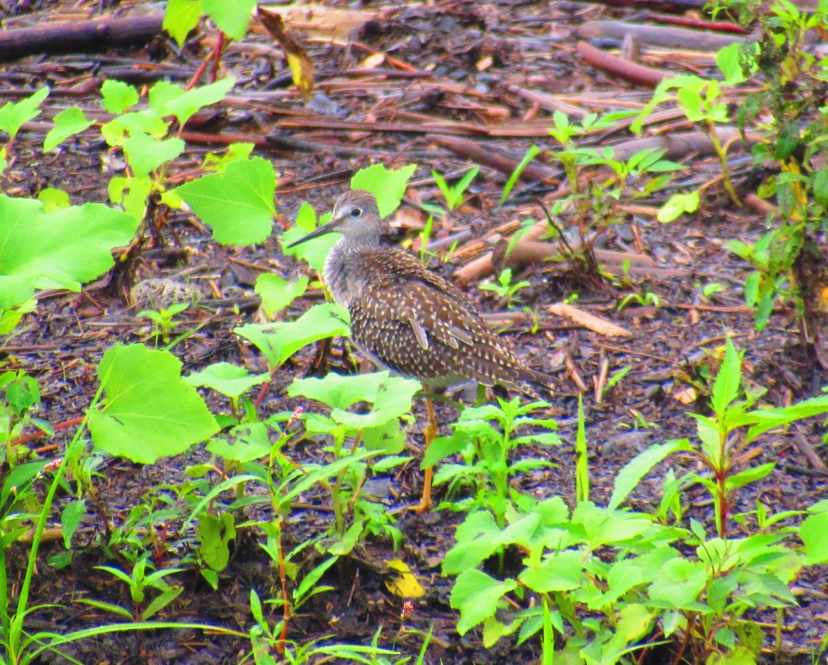Lesser/Greater Yellowlegs - ML622241580