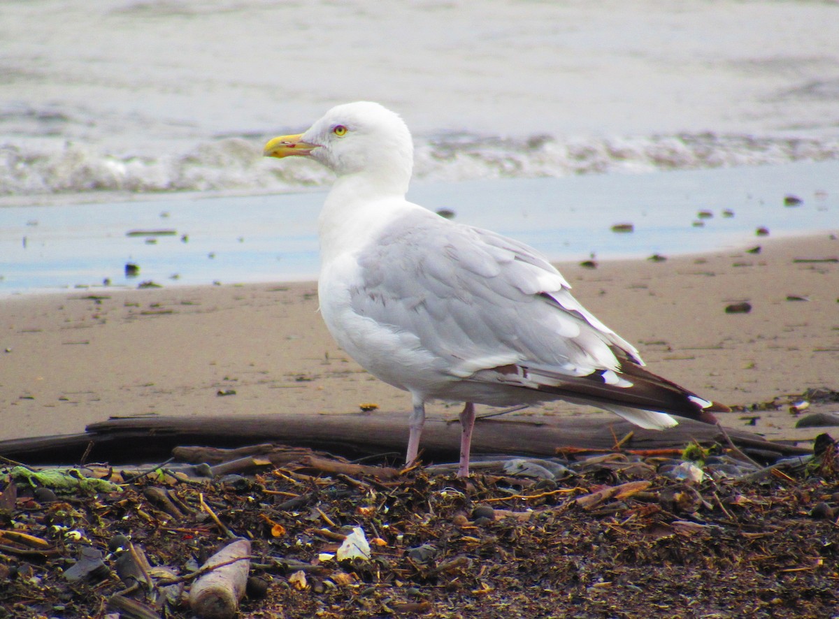 American Herring Gull - ML622241586