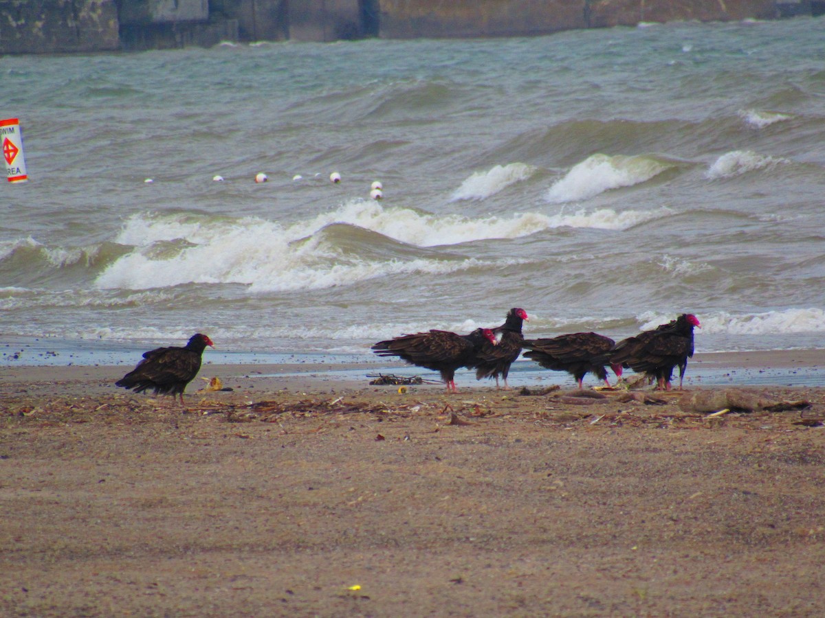 Turkey Vulture - ML622241610