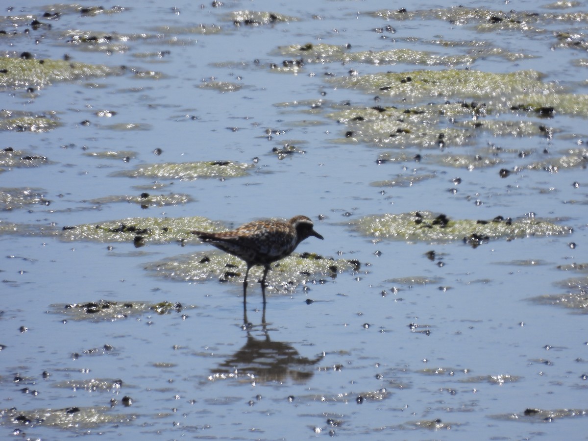 Pacific Golden-Plover - Carolyn Willcox