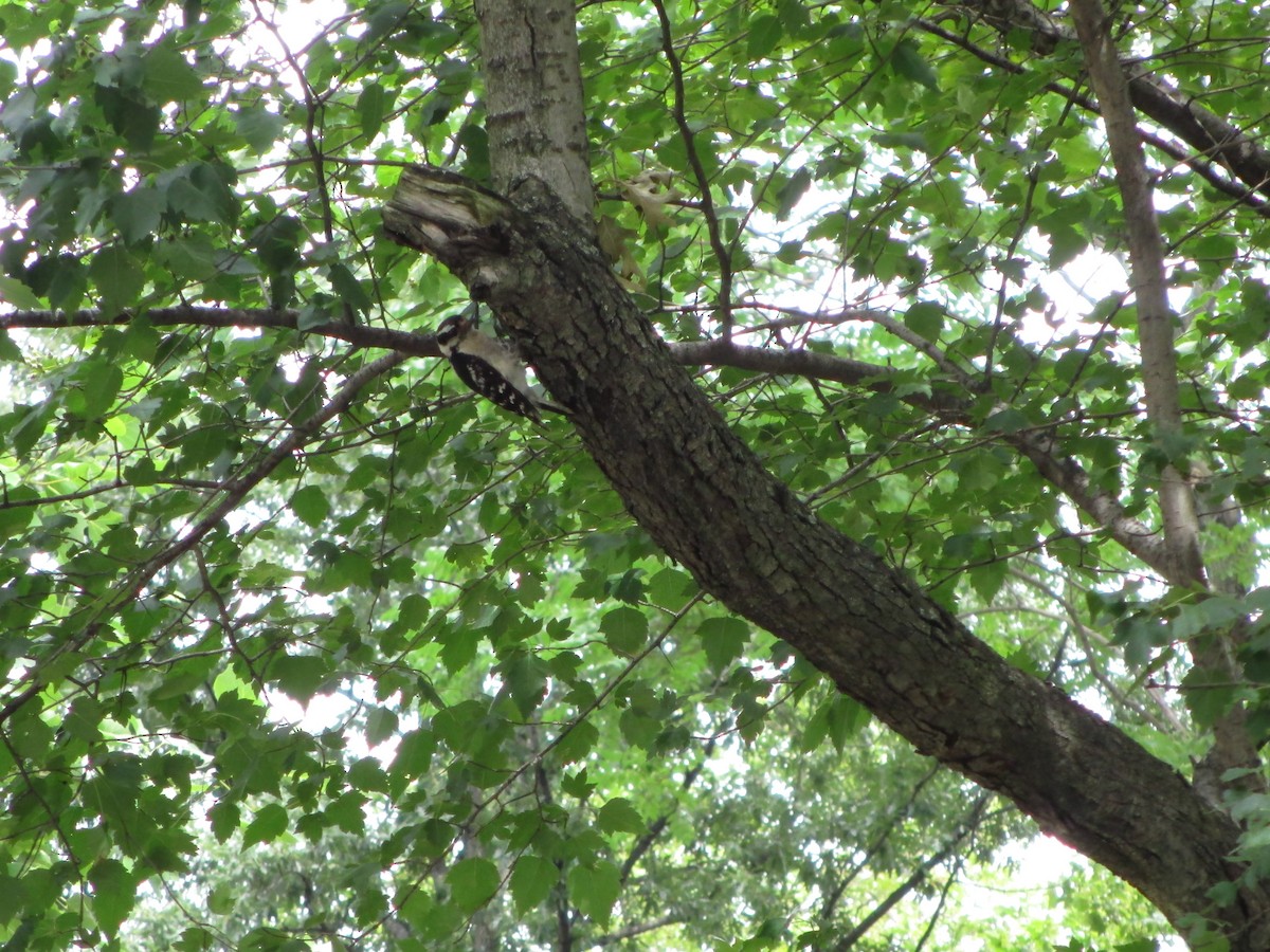 Hairy Woodpecker - ML622241676