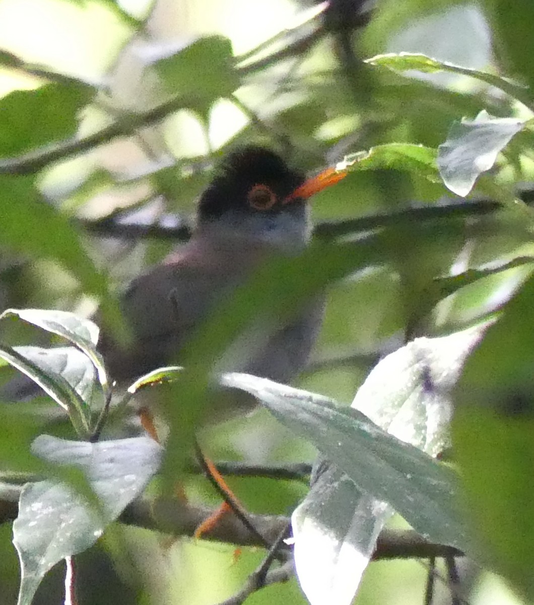 Black-headed Nightingale-Thrush - ML622241797