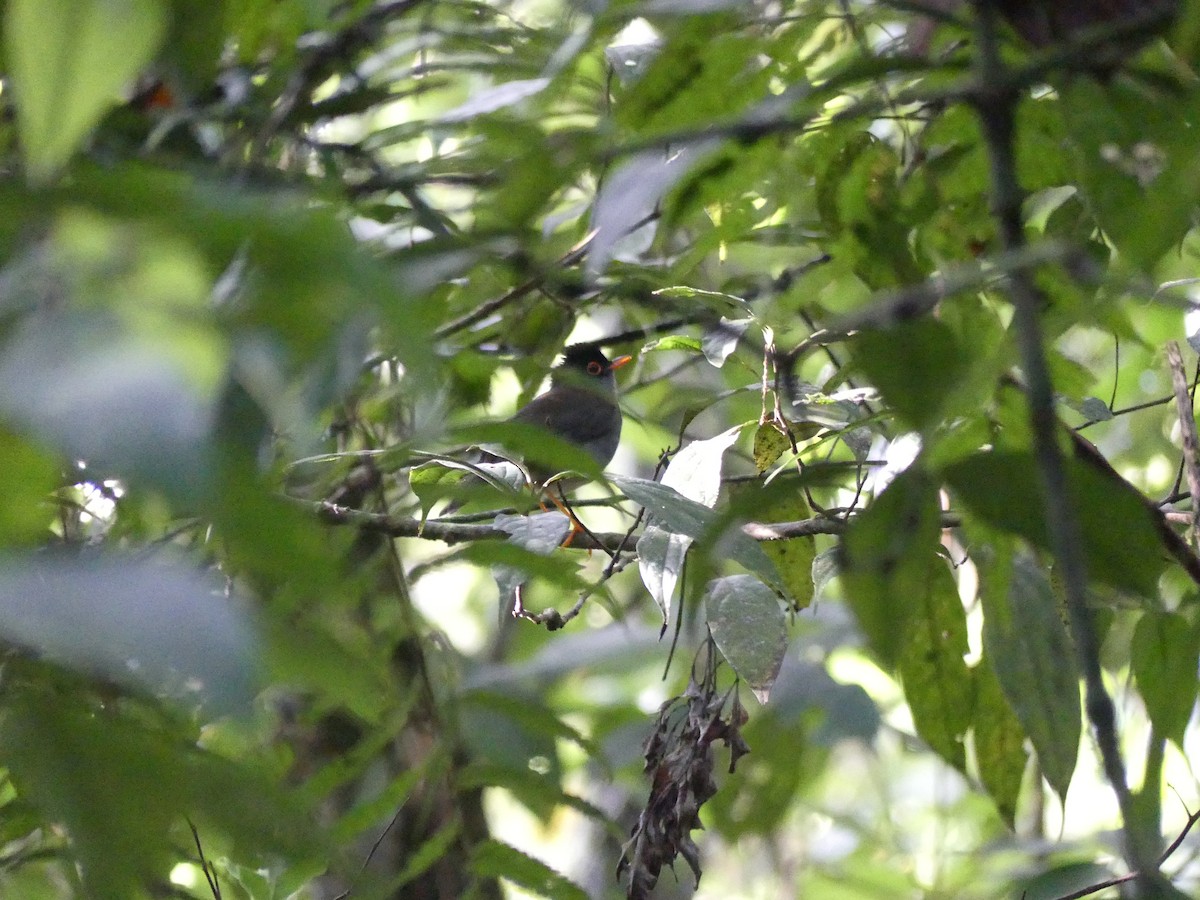 Black-headed Nightingale-Thrush - ML622241798