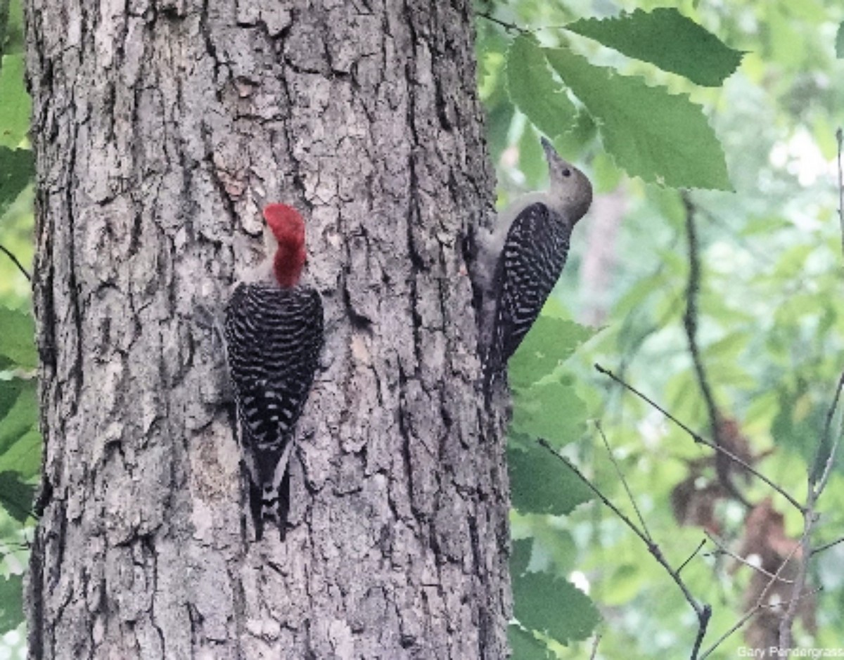 Red-bellied Woodpecker - ML622241960