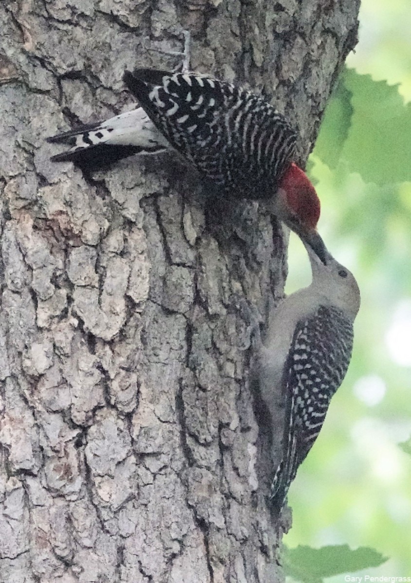 Red-bellied Woodpecker - ML622241961