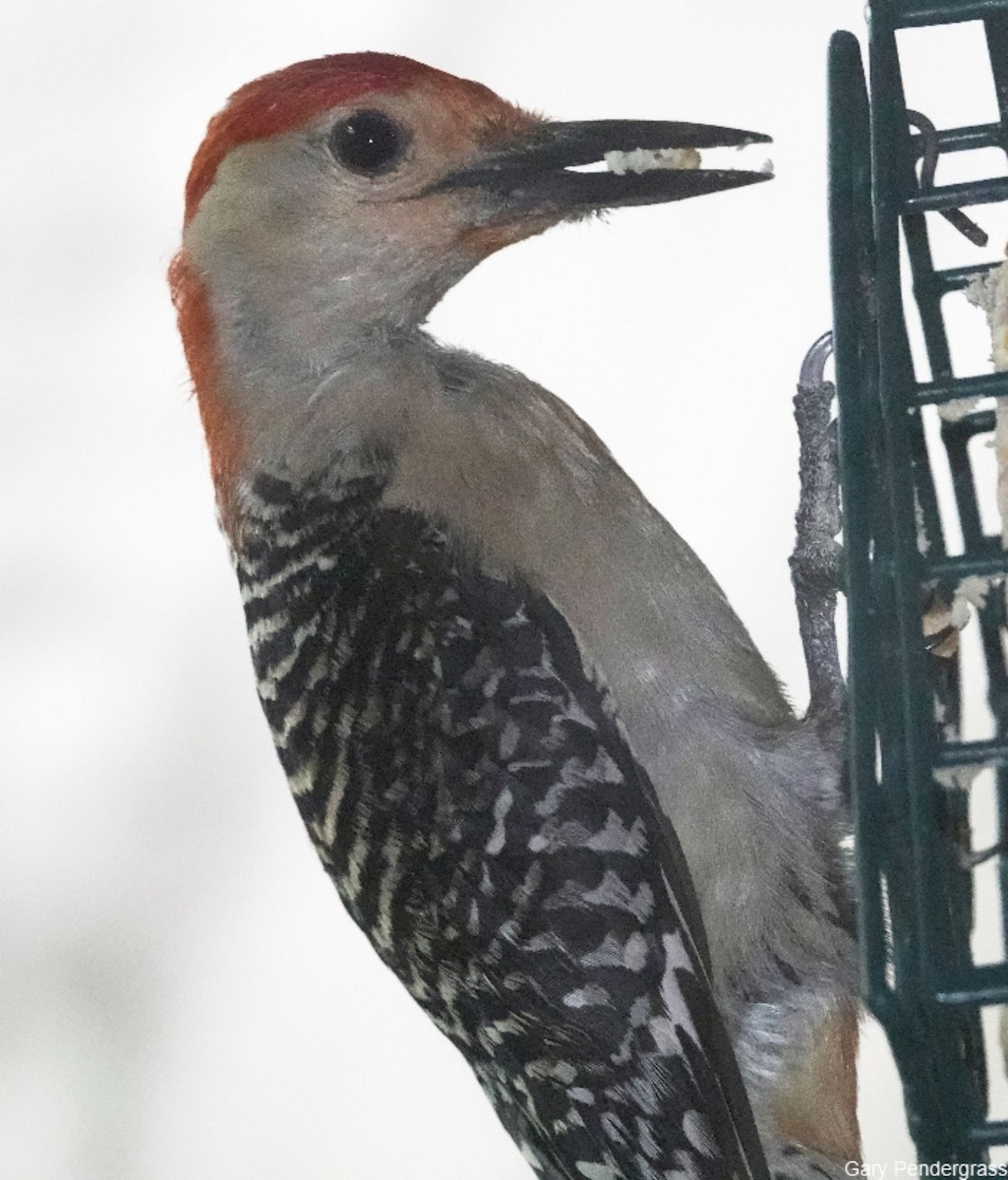 Red-bellied Woodpecker - ML622241962