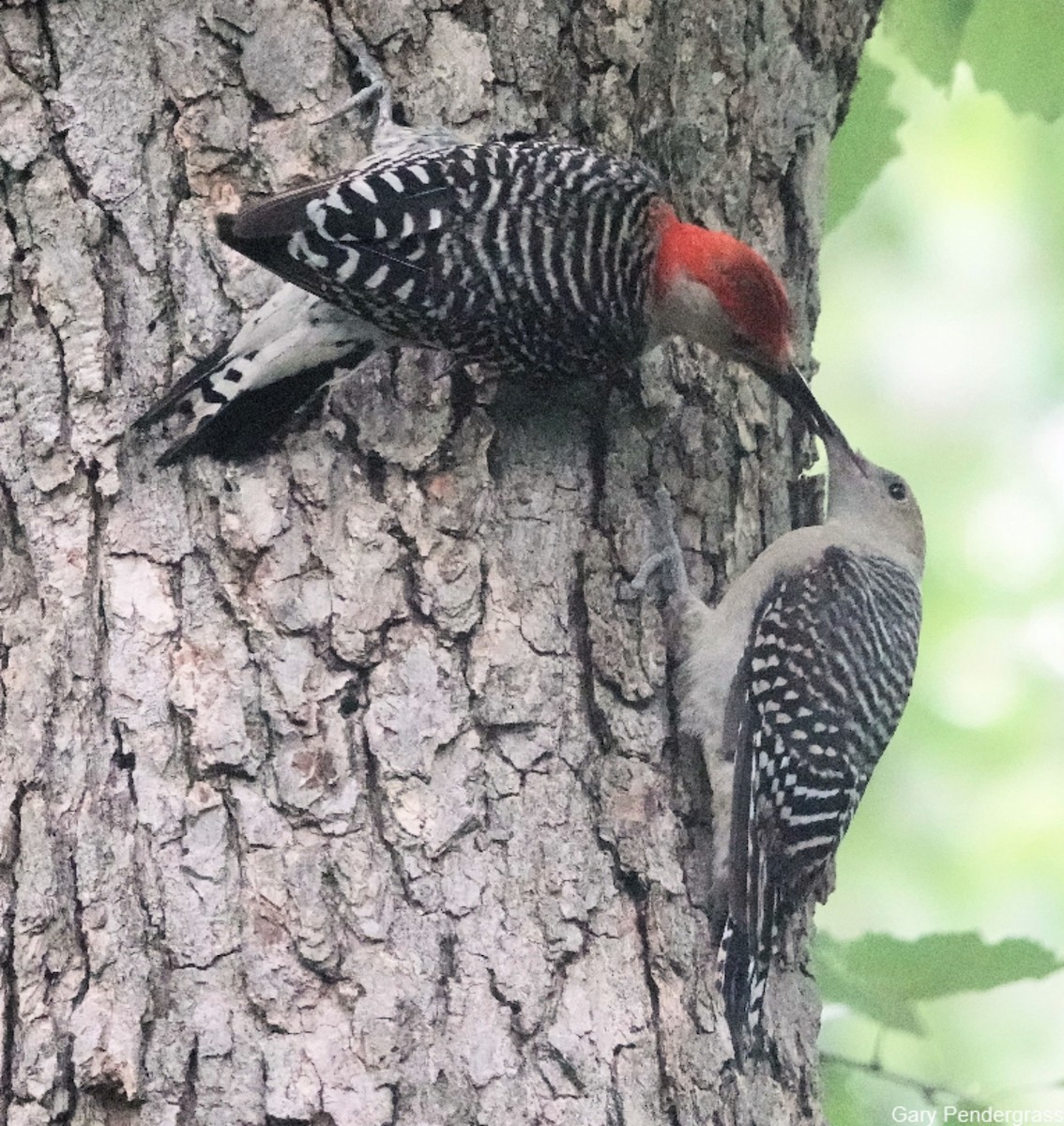 Red-bellied Woodpecker - ML622241963