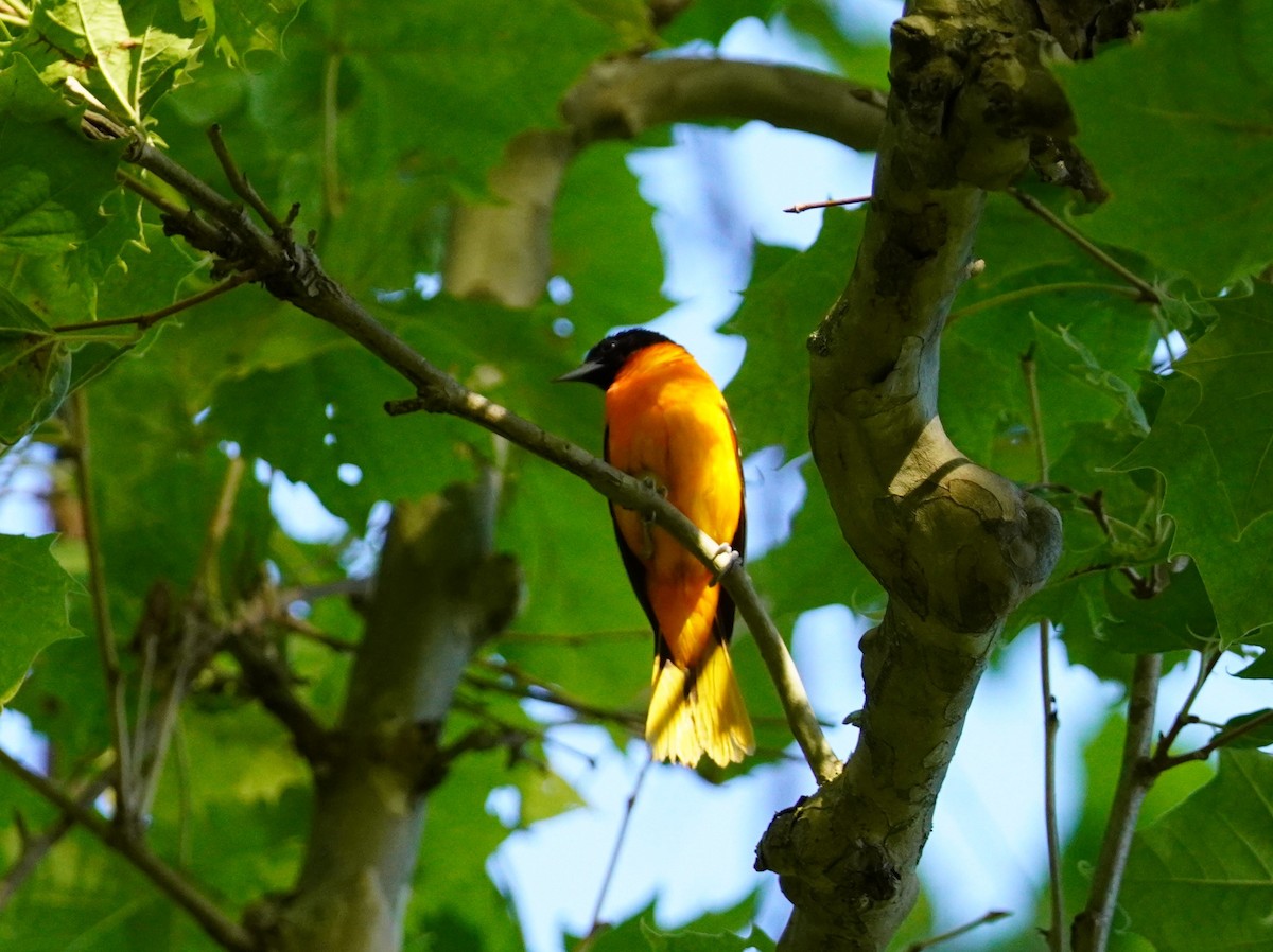 Baltimore Oriole - ML622241977