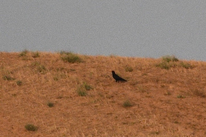 Red-billed Chough - ML622242191