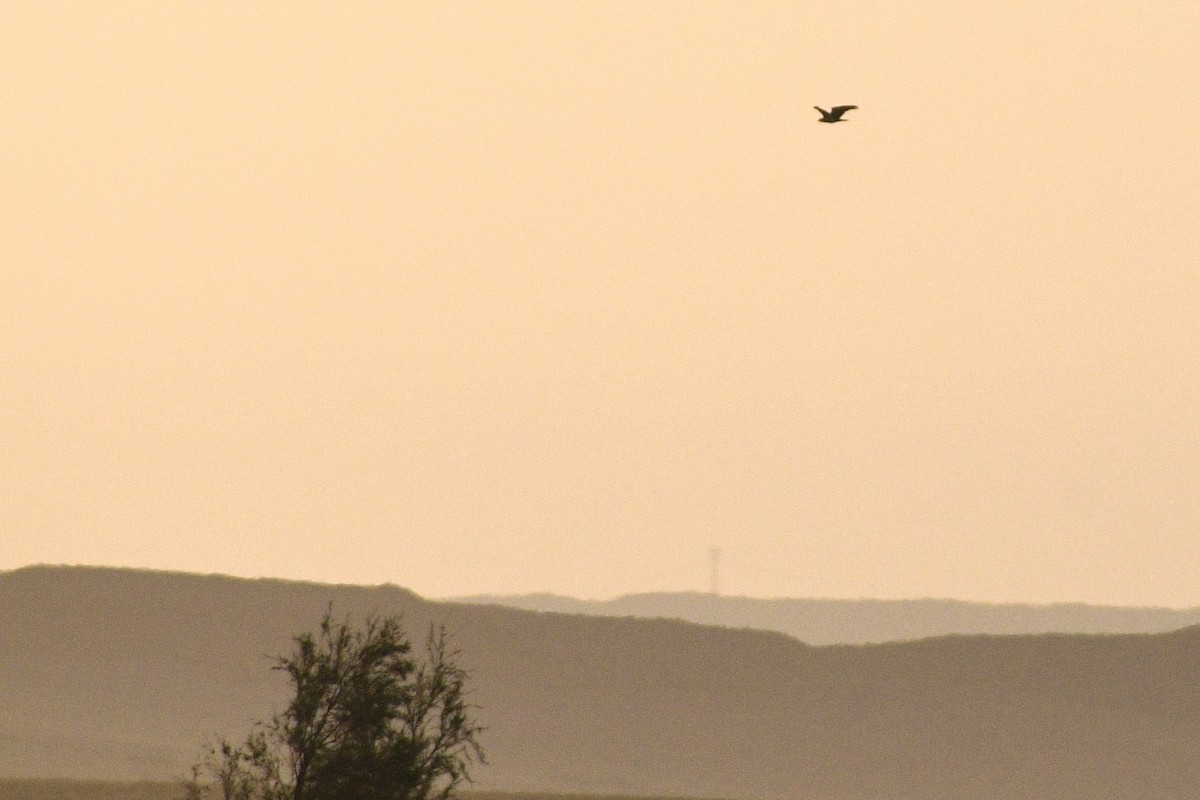 Short-toed Snake-Eagle - ML622242200