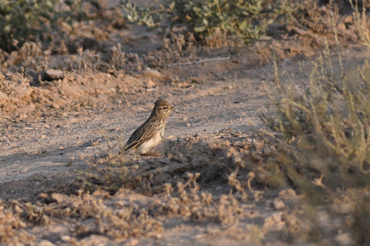 Mediterranean Short-toed Lark - ML622242207