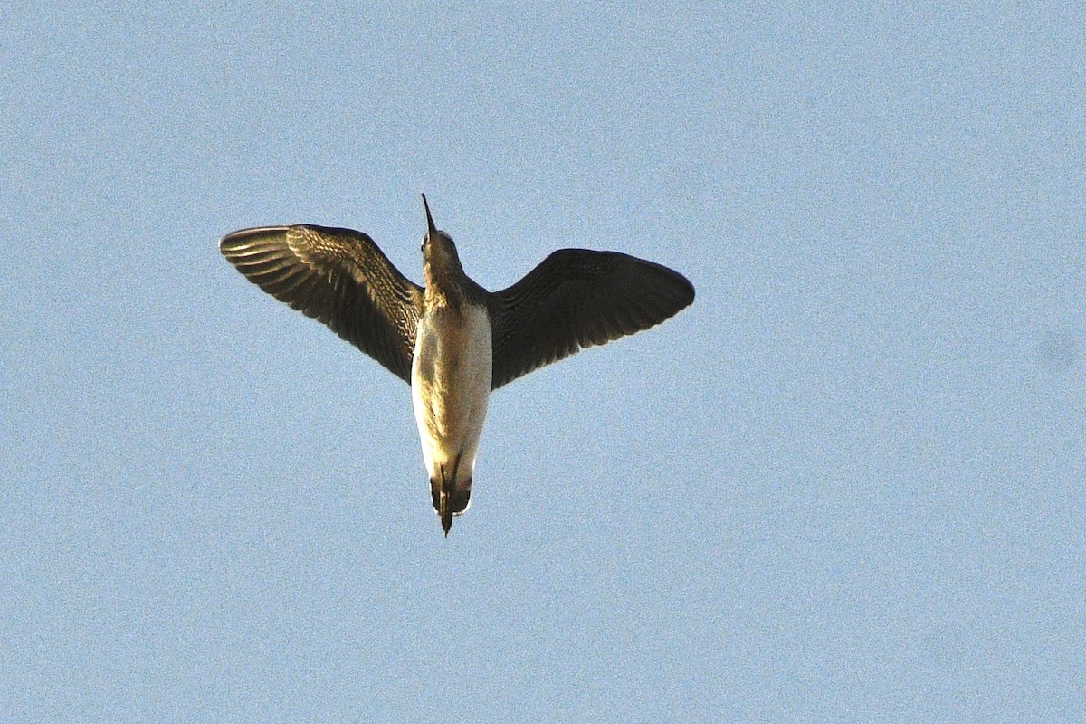 Green Sandpiper - ML622242273