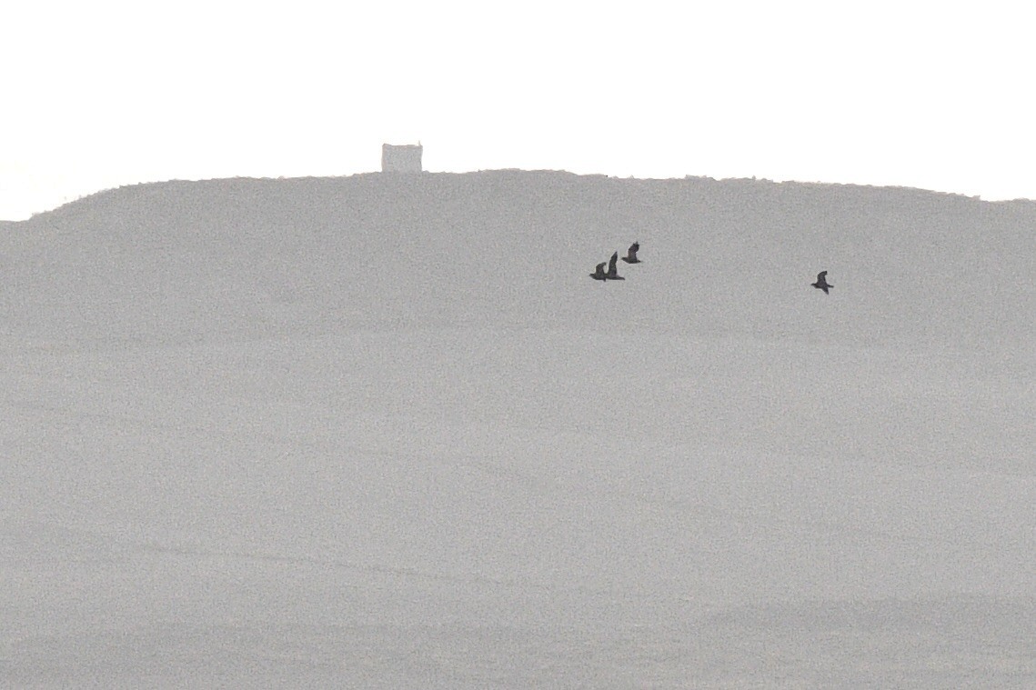 Black-bellied Sandgrouse - ML622242276