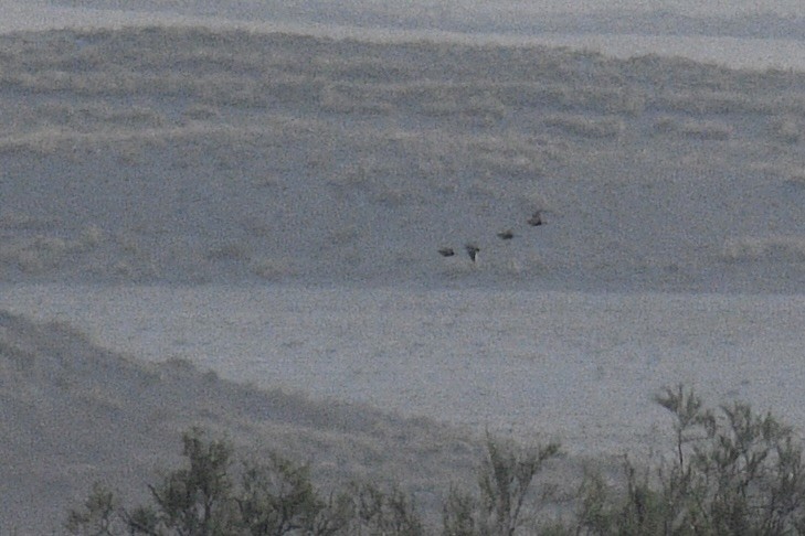 Black-bellied Sandgrouse - ML622242277