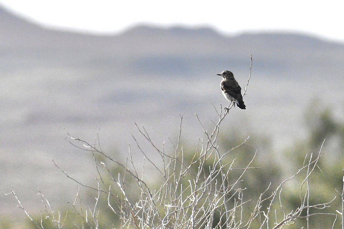 Northern Wheatear - Will Brooks