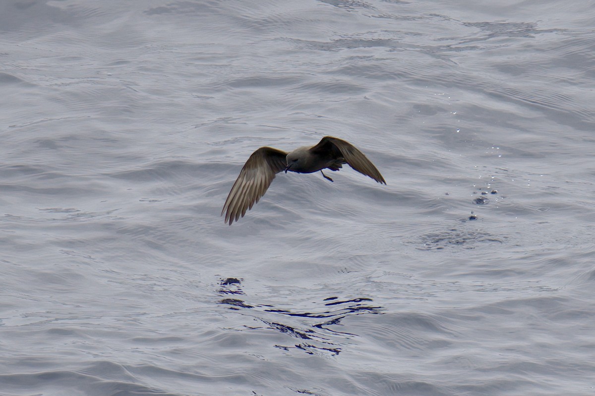 Markham's Storm-Petrel - ML622242352