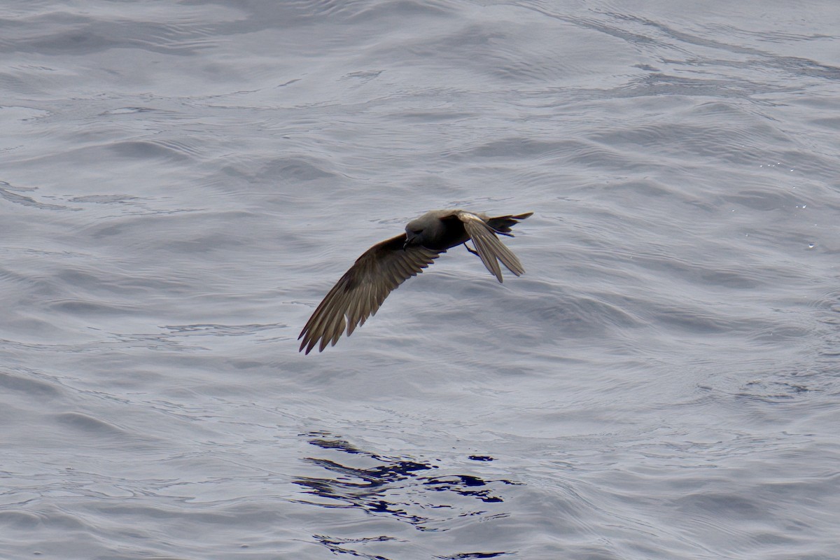 Markham's Storm-Petrel - ML622242353