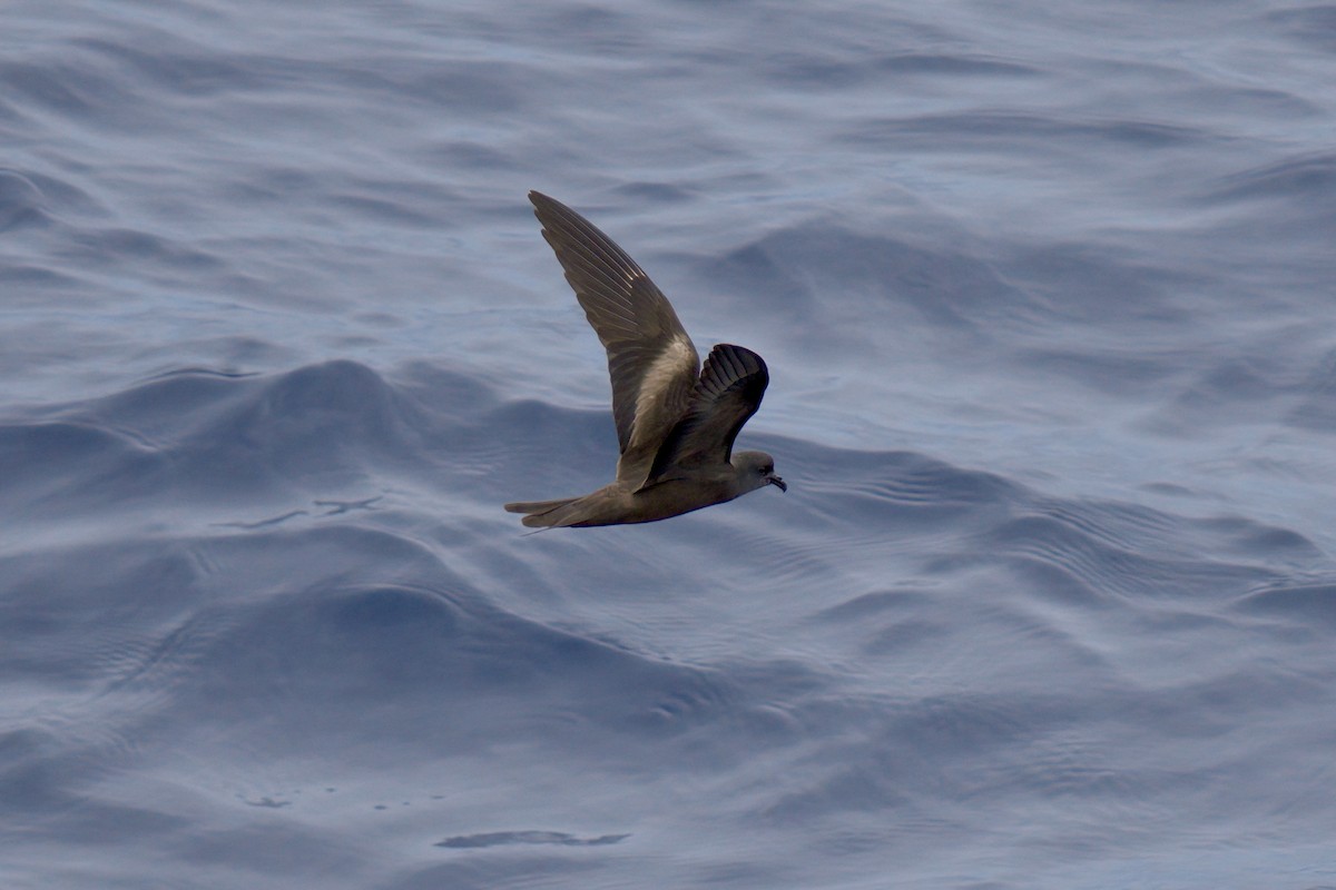 Markham's Storm-Petrel - ML622242357