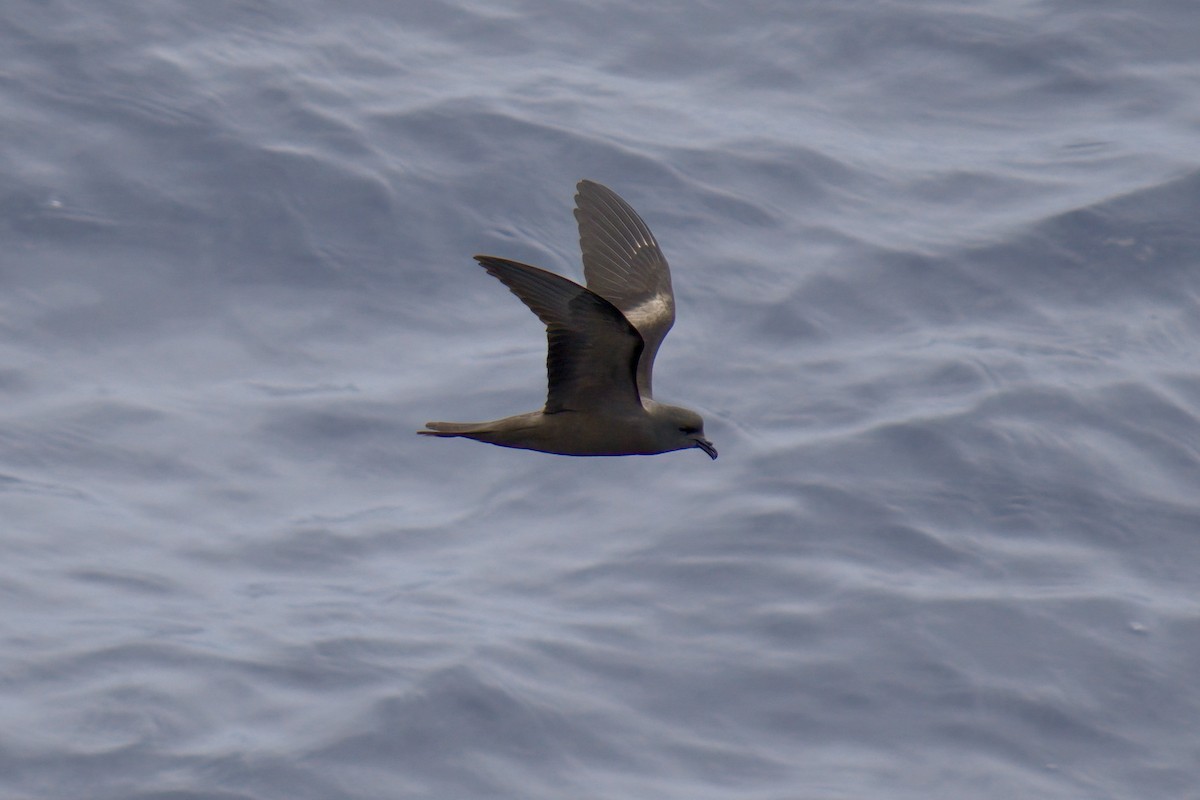 Markham's Storm-Petrel - ML622242358