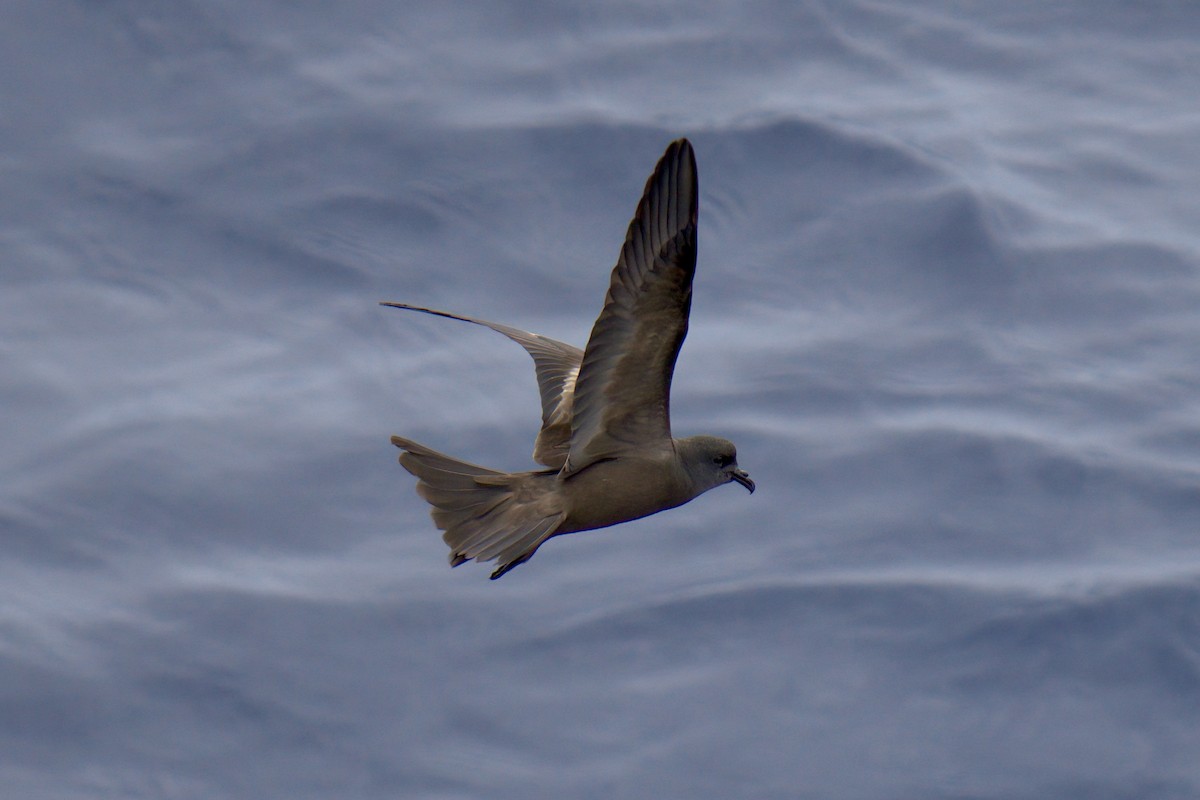 Markham's Storm-Petrel - ML622242359