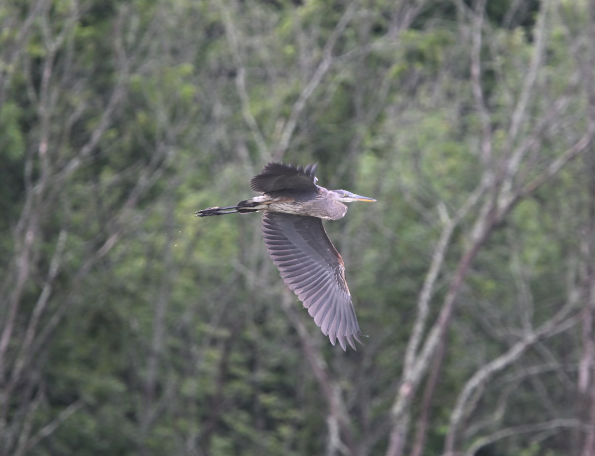 Great Blue Heron - ML622242380