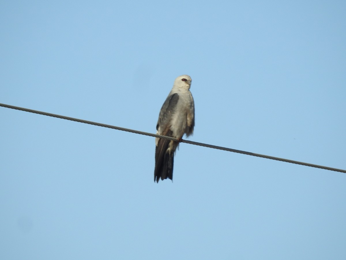 Mississippi Kite - ML622242381