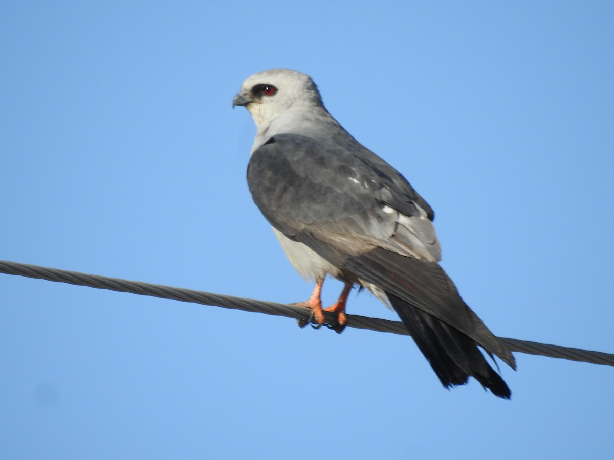 Mississippi Kite - ML622242382