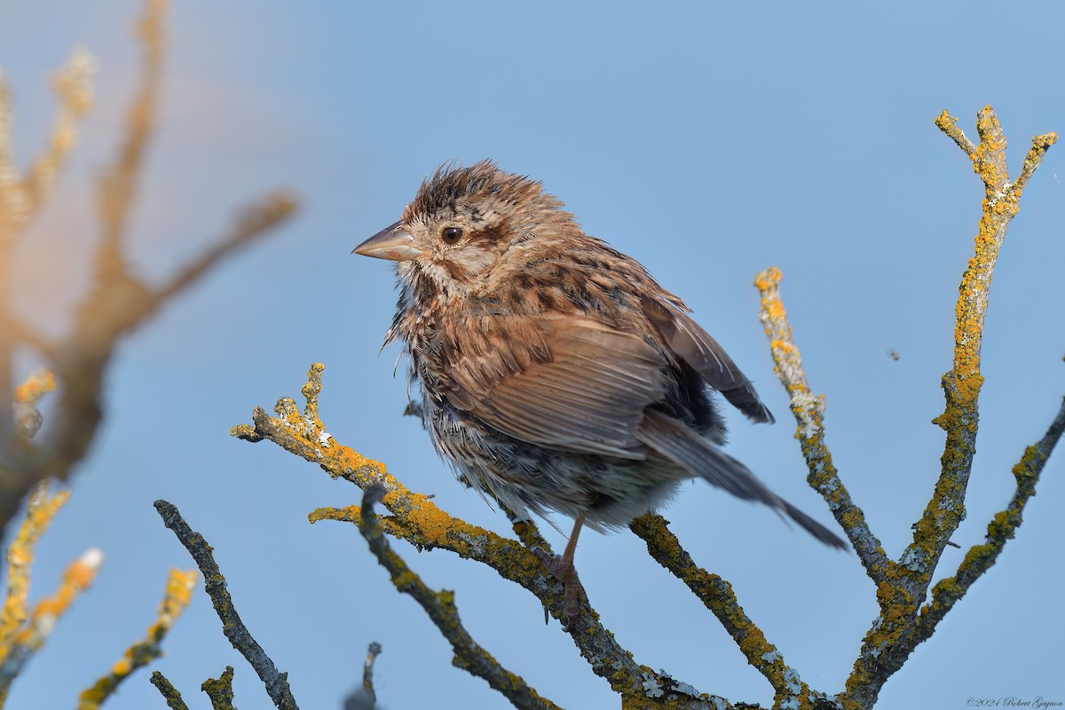 Song Sparrow - Robert Gagnon