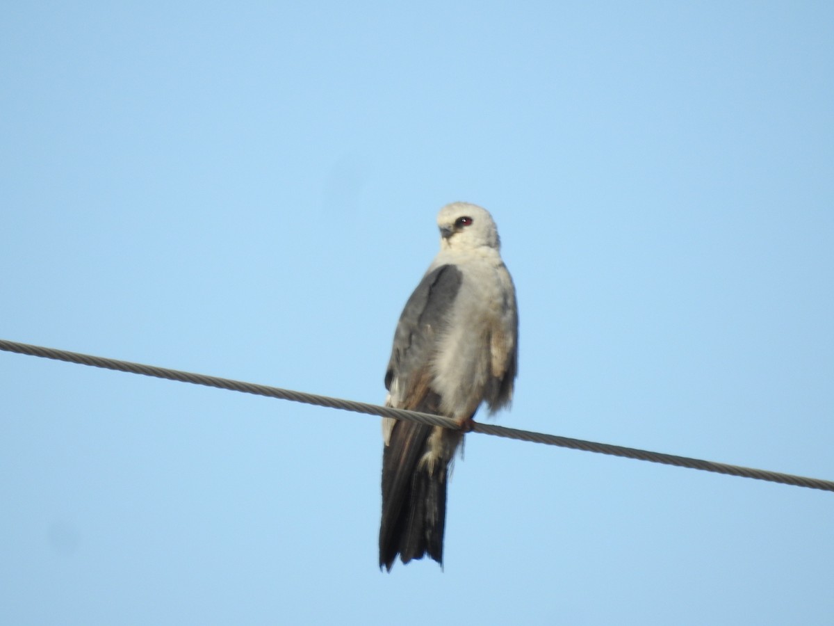 Mississippi Kite - John  Kiseda