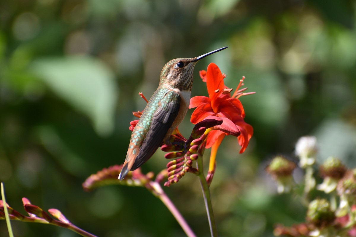 Rufous Hummingbird - ML622242388