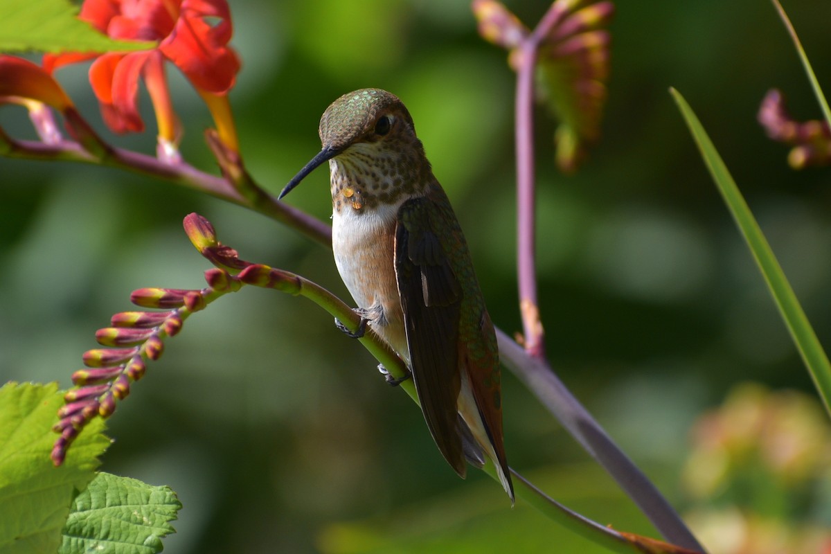 Rufous Hummingbird - ML622242389