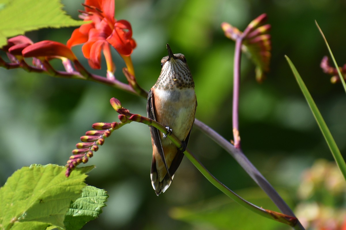 Rufous Hummingbird - ML622242390