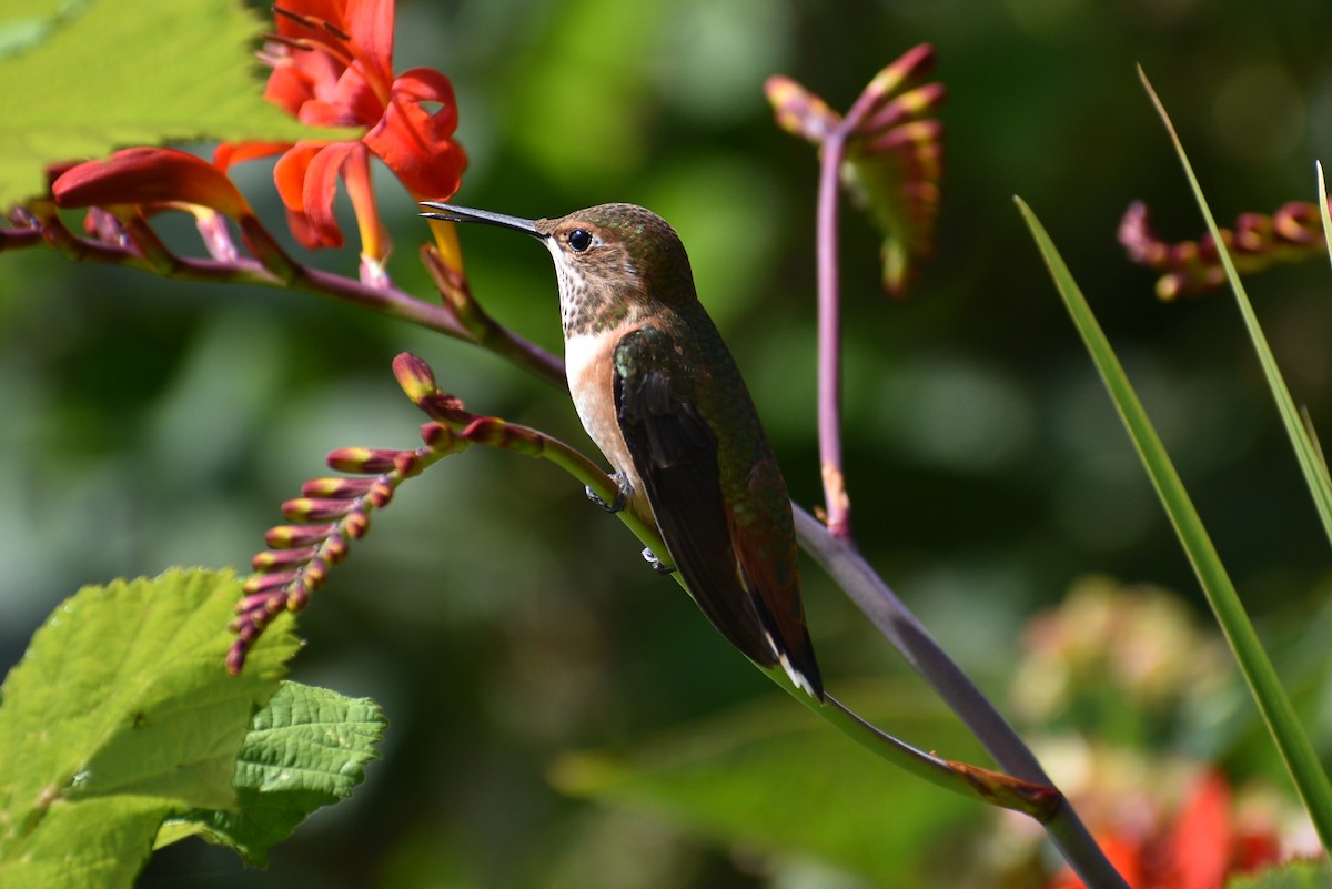 Rufous Hummingbird - Jessica Stringham