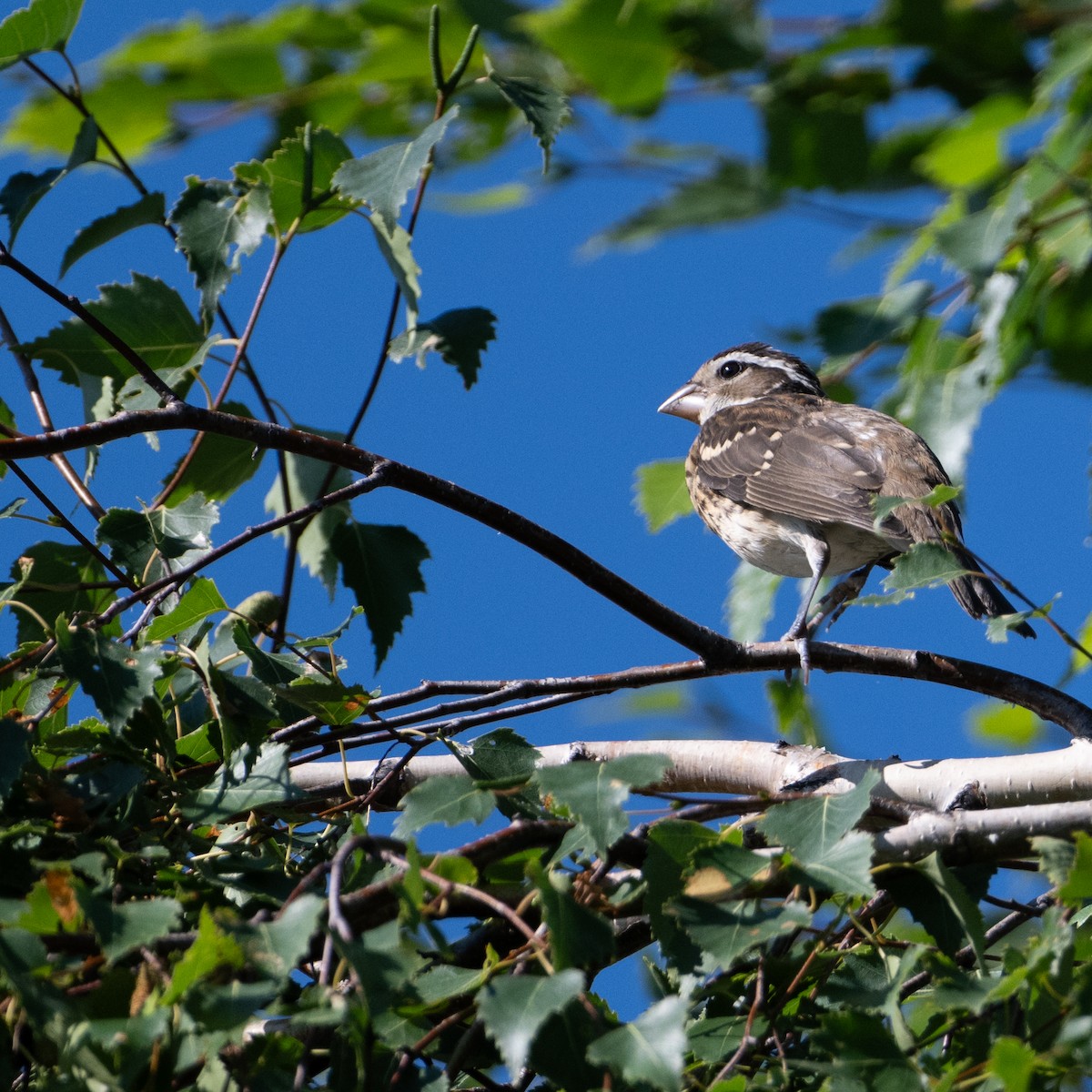 Rose-breasted Grosbeak - ML622242392