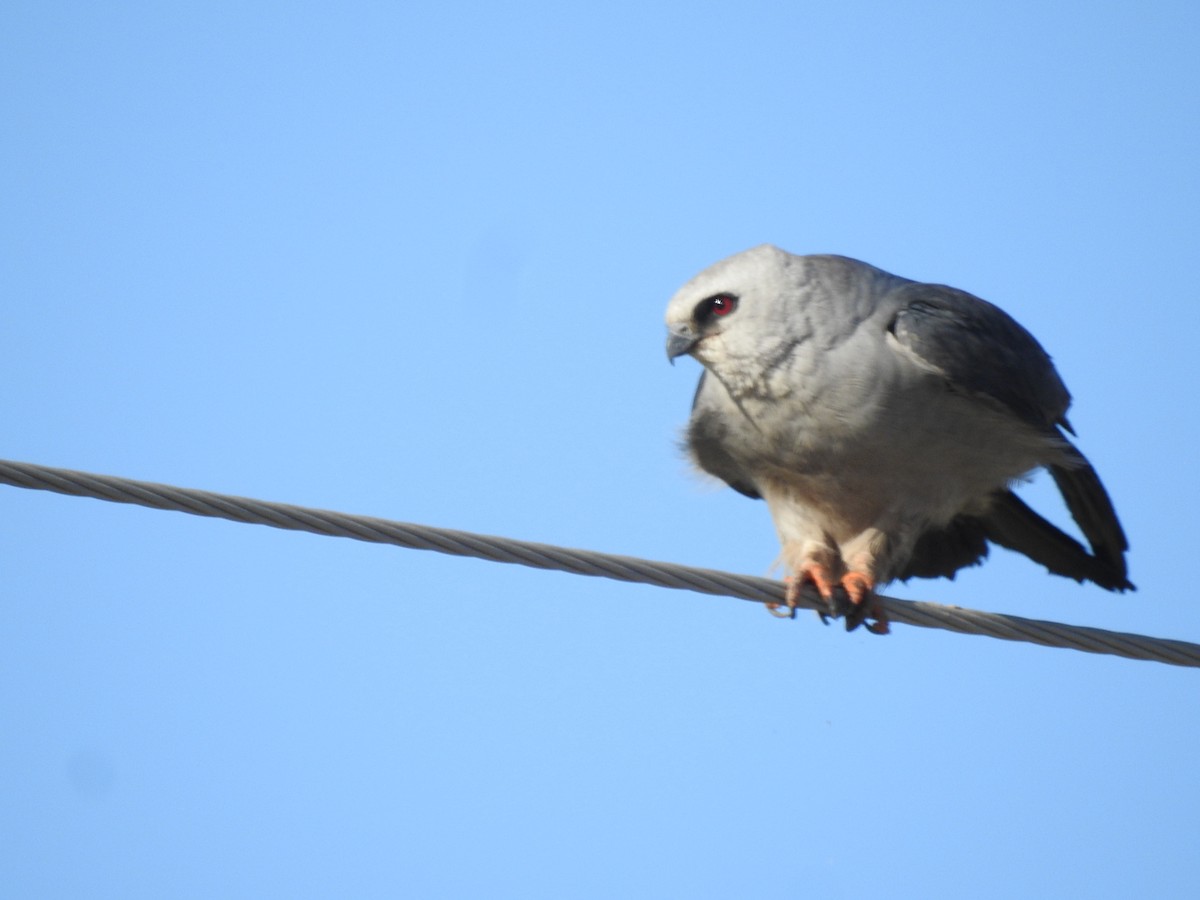 Mississippi Kite - ML622242393